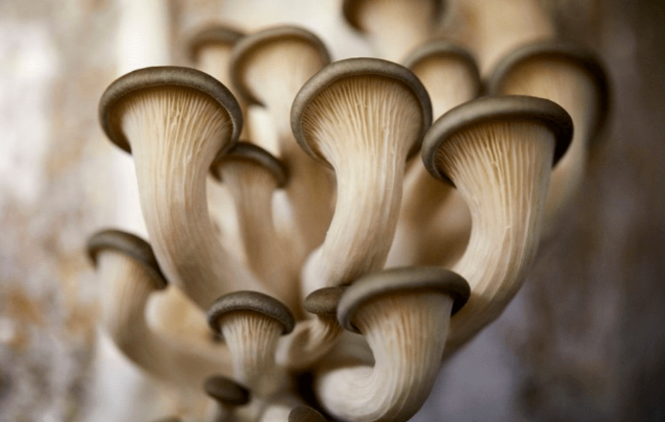Portrait d'un champignon